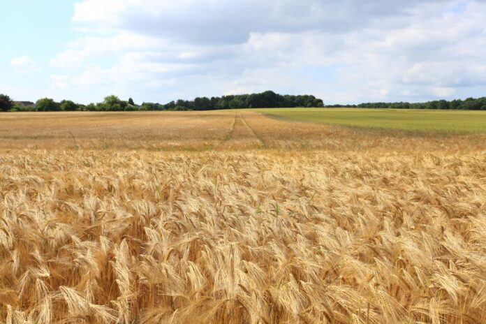 Campo de trigo.