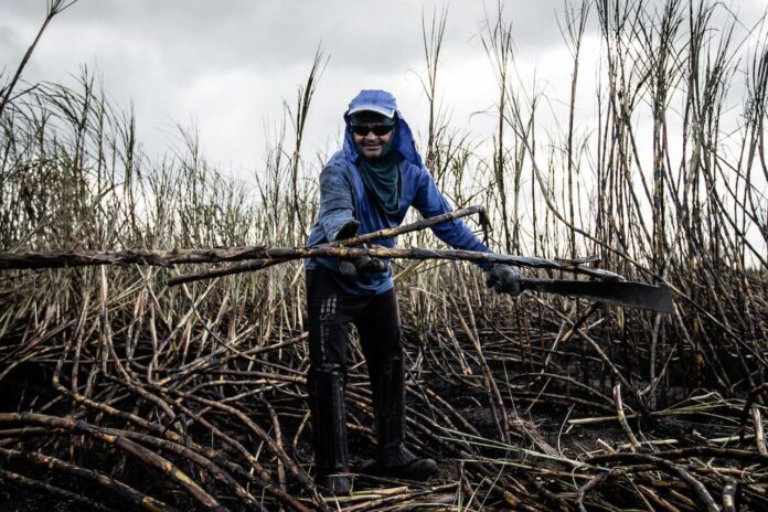 Hombre limpiando maleza en el campo.