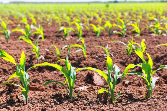 Agricultura regenerativa