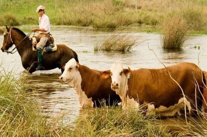 Crecida del Paraná