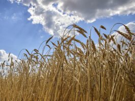 día mundial del campo