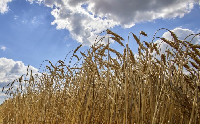 día mundial del campo