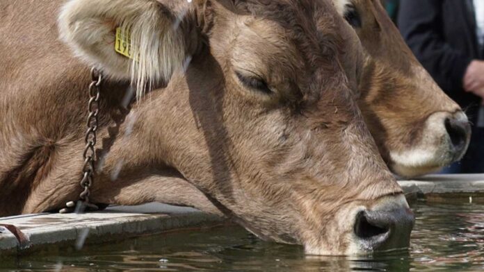 Agua de vaca