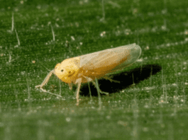 chicharrita africana