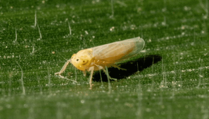 chicharrita africana