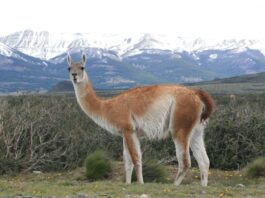 lana de guanaco