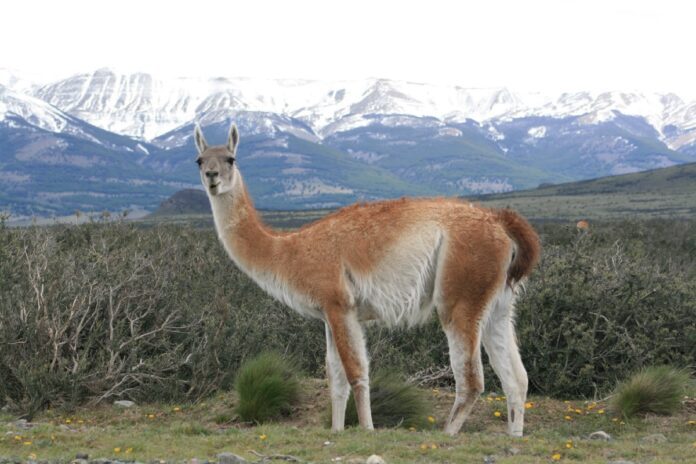 lana de guanaco